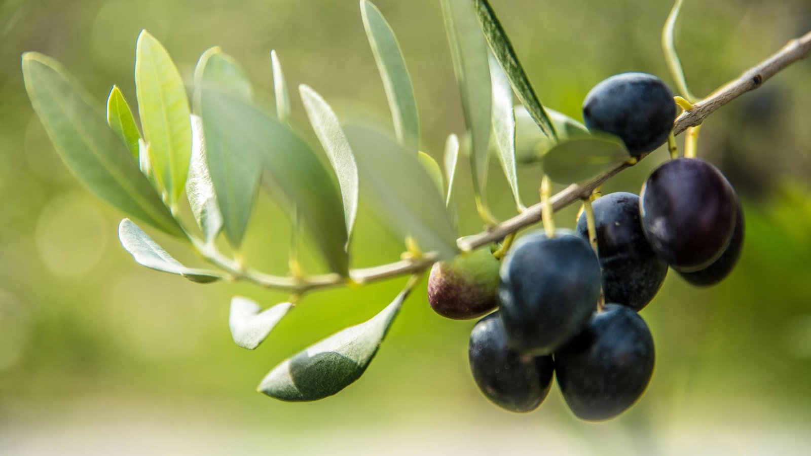 Cosmétiques solides naturels Luxève
